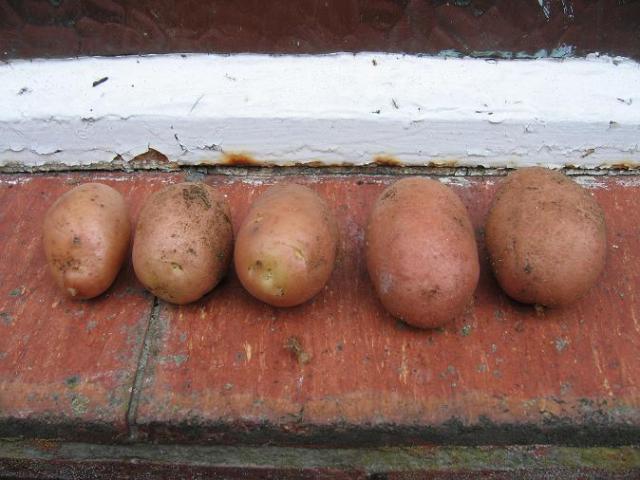 Five potatoes in a row on a windowsill